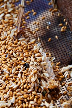 Wheat Berries over a sieve