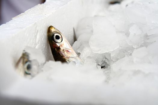 Fresh anchovy inside a pile of ice