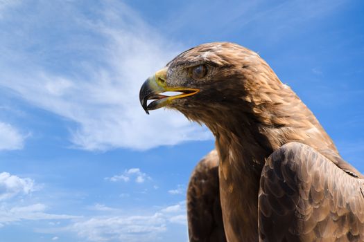 Close-up profile portrait of big golden eagle against deep blue sky as background with free place for copyspace your text