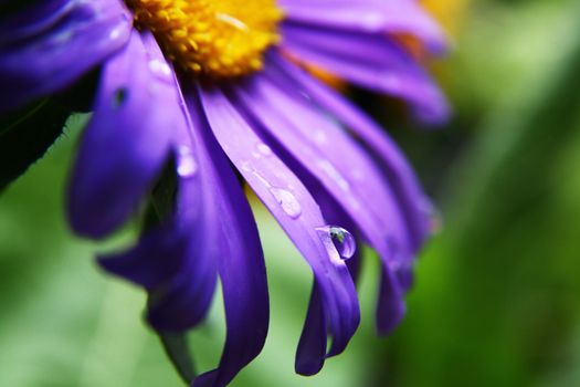 Little tear over a violet daisy after the rain