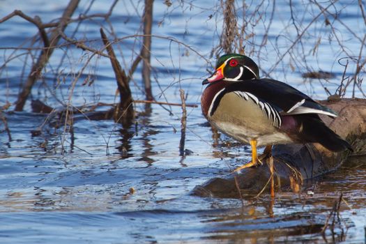 Colorful Drake Wood Duck perched in a tree.