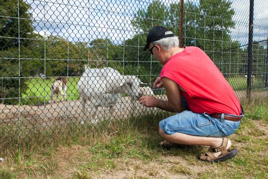 Man feeding a little goat through the fence.