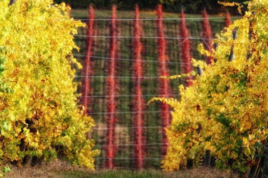 Yellow vineyard with red grid background