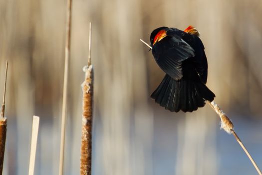 Male Red-winged Blackbird perched on cattails.