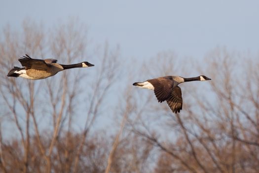 Two Canadian Geese Flying low in formation.