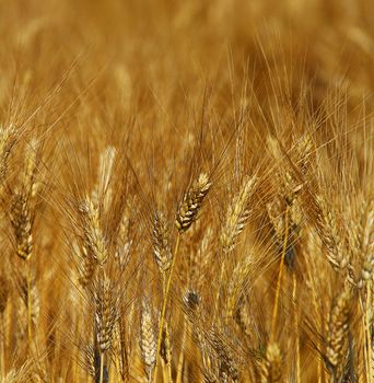 Golden wheat in a farm,The harvest season.