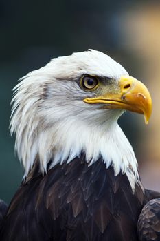 A beautiful american white-headed eagle 