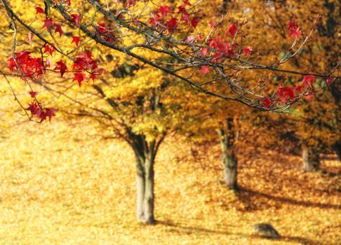 A beautiful and colored autumn in a park with yellow background and red leaves