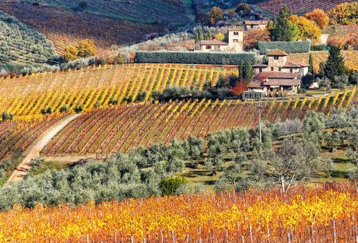 A beautiful cottage with vineyard in Tuscany (Italy)