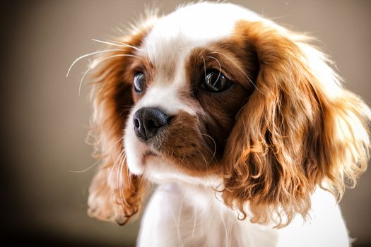 Beautiful cavalier king charles spaniel