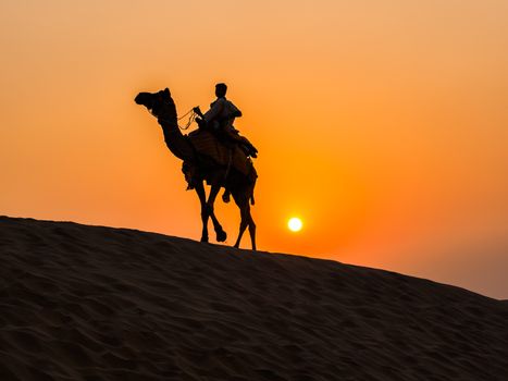 Camel at Thar Desert near Jaisalmer in Rajasthan, India