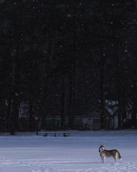 Siberian husky stands in the middle of the field in a snowstorm.