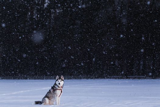 Siberian Husky sitting in the middle of the field in a snowstorm.