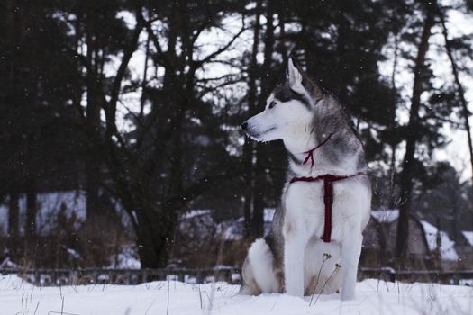 Siberian Husky in winter environment.