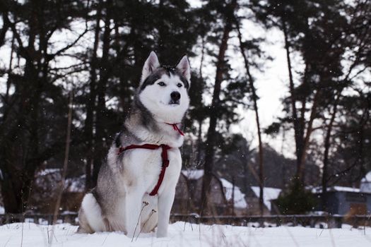 Siberian Husky in winter environment.