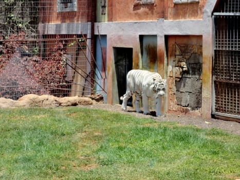 A white tiger walking.

Picture taken on July 27, 2011.