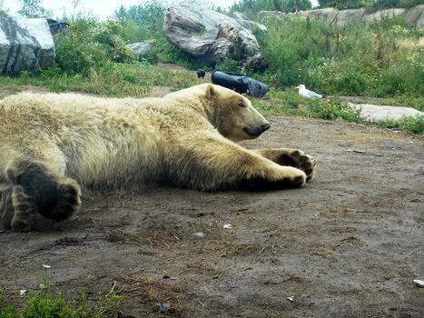 Close up view of white bear lying on the ground.

Picture taken on August 25, 2013.