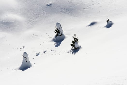 4 little pine tree under the snow