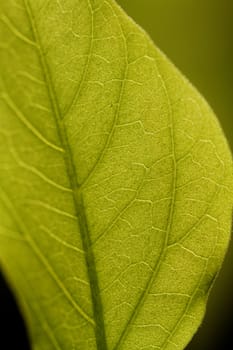 Close up view of fresh green leaf