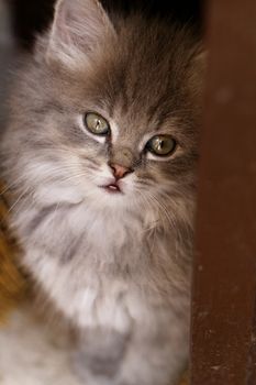 A beautiful green eyed kitten looks up at the camera