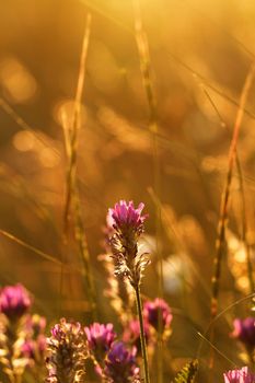Soft pink meadow flower on sunrise nature background