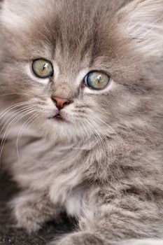 A beautiful green eyed kitten looks up at the camera