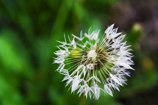 Dandelion