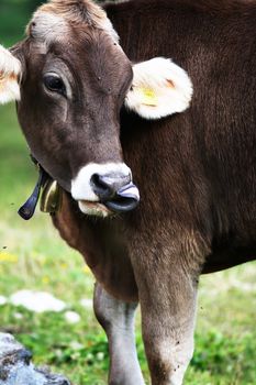 A beautiful cow show her long tongue