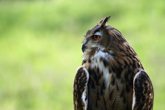 Great-Horned Owl  with red eyes