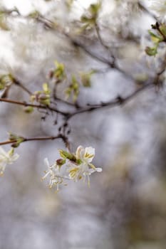 Photo of beautiful flowering tree in spring