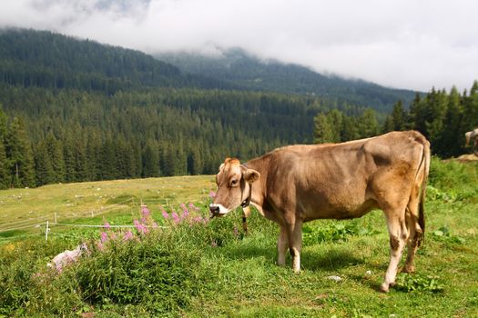 A cow in the high fields of the Dolomites 