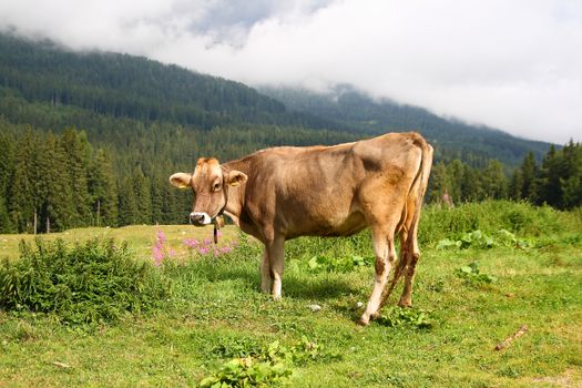 A cow in the high fields of the Dolomites 