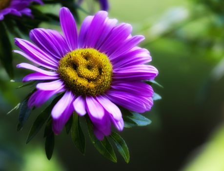 The beautiful and natural smile of a violet daisy