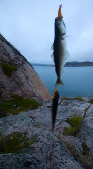 fishing in a polar region at sea from rocks