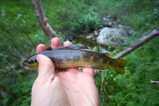 fishing of fish of  salmon on  spinning rod in summer