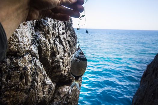 sea fishing from rocks Common two-banded seabream