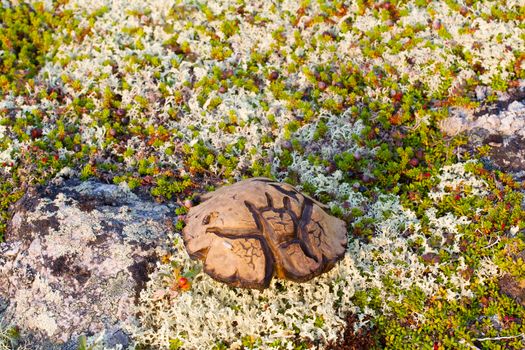 mushroom with symbols on  hat in  polar region