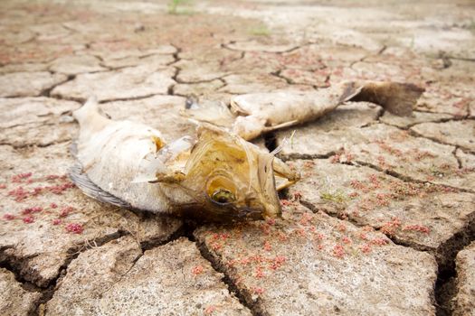 water level fell in lake and fauna perishes