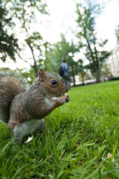 A wild squirrel eating a peanut in a public park located in Boston Massachusetts.