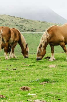 Beautiful horses high on the mountain in Spain. 