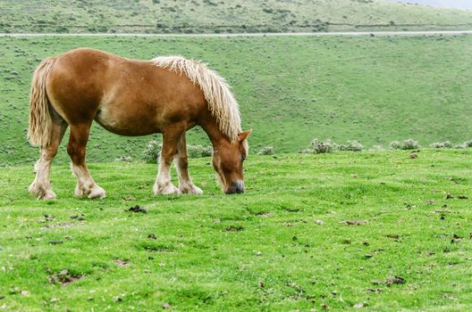 Beautiful horses high on the mountain in Spain. 