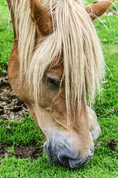 Beautiful horse high on the mountain in Spain. 