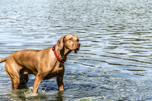 Dog playing with her owner inside the river.