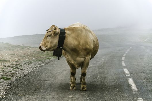 Cow on the road, high in the cold mountain of Navarra in Spain.