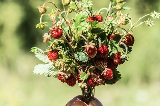 Beautiful wild strawberries into the Navarra's forest