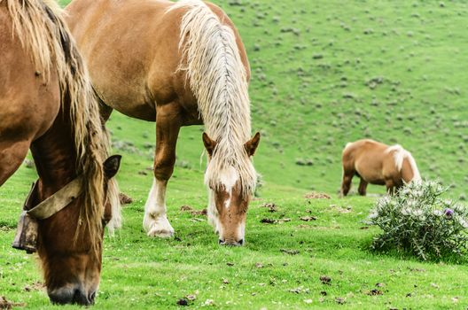 Beautiful horses high on the mountain in Spain. 