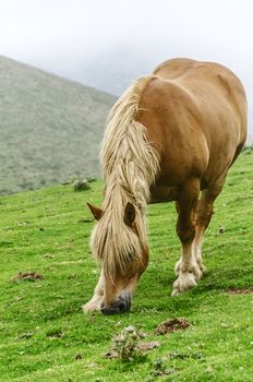 Beautiful horse high on the mountain in Spain. 