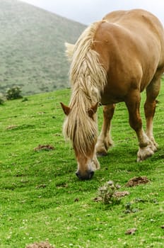 Beautiful horse high on the mountain in Spain. 