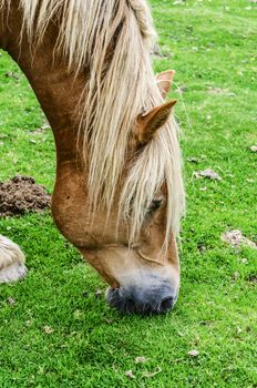 Beautiful horse high on the mountain in Spain. 