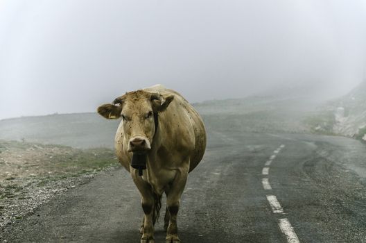 Cow on the road, high in the cold mountain of Navarra in Spain.